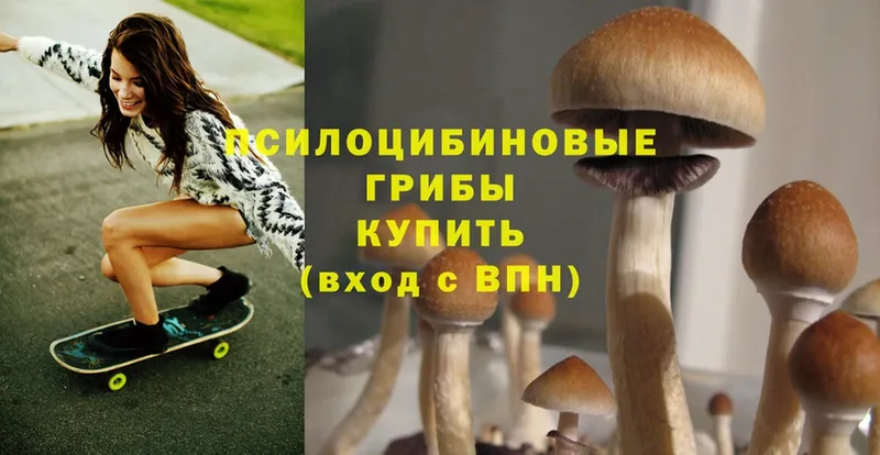 где купить наркотик  Курчалой  Галлюциногенные грибы Psilocybine cubensis 